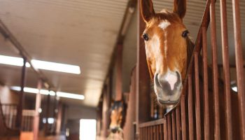 Reducing stable boredom for horses.